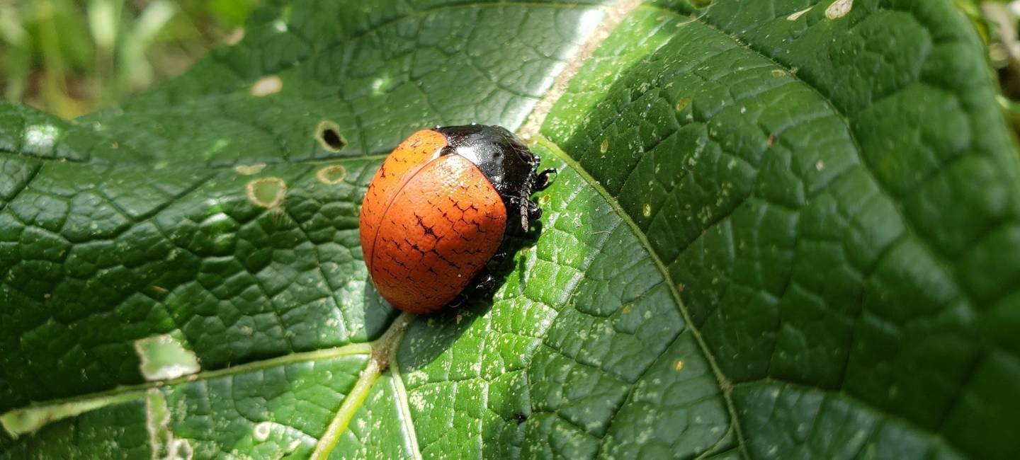 imagem autorização e supressão de vegetação featured