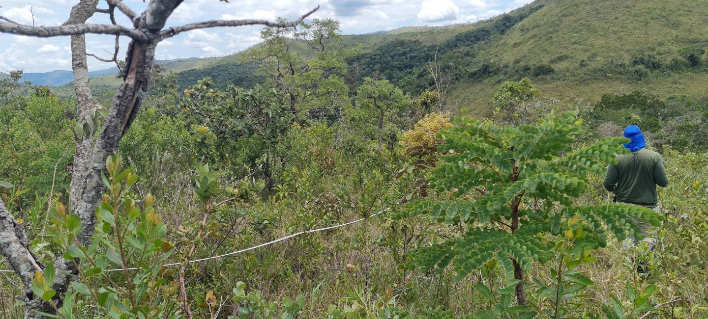 imagem featured inventario florestal