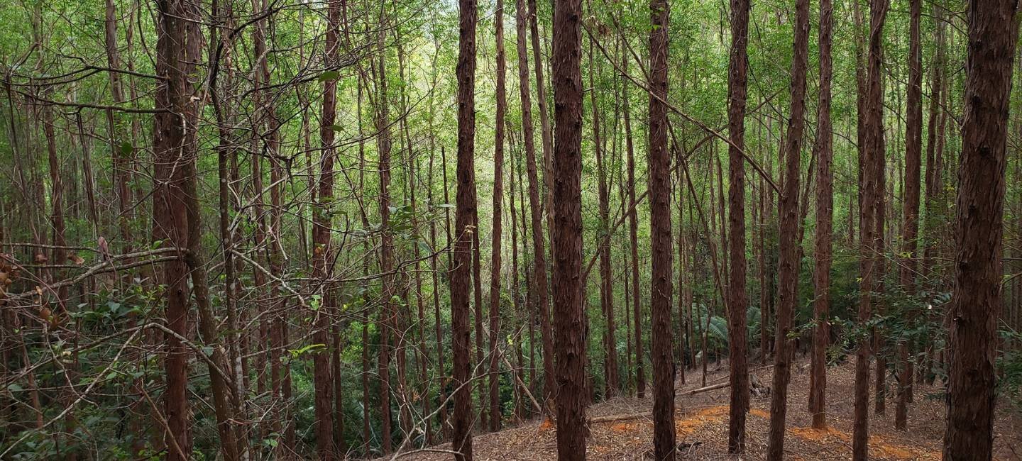 imagem featured plano de intervenção ambiental