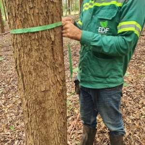 imagem texto autorização e supressão de vegetação1